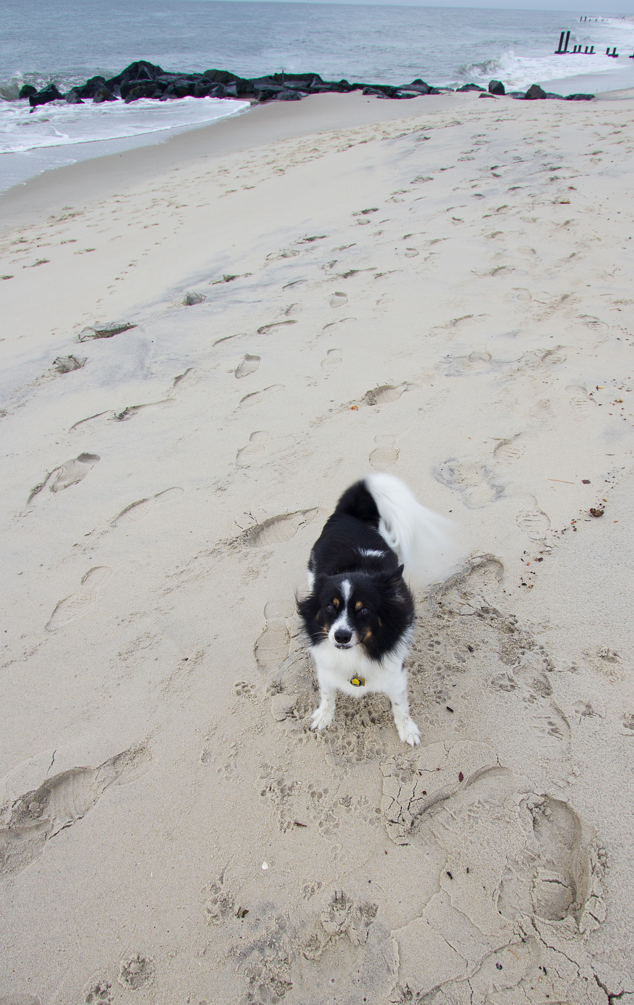Canon EF-S 10-22mm F3.5-4.5 USM sample photo. Madigan on the beach photography