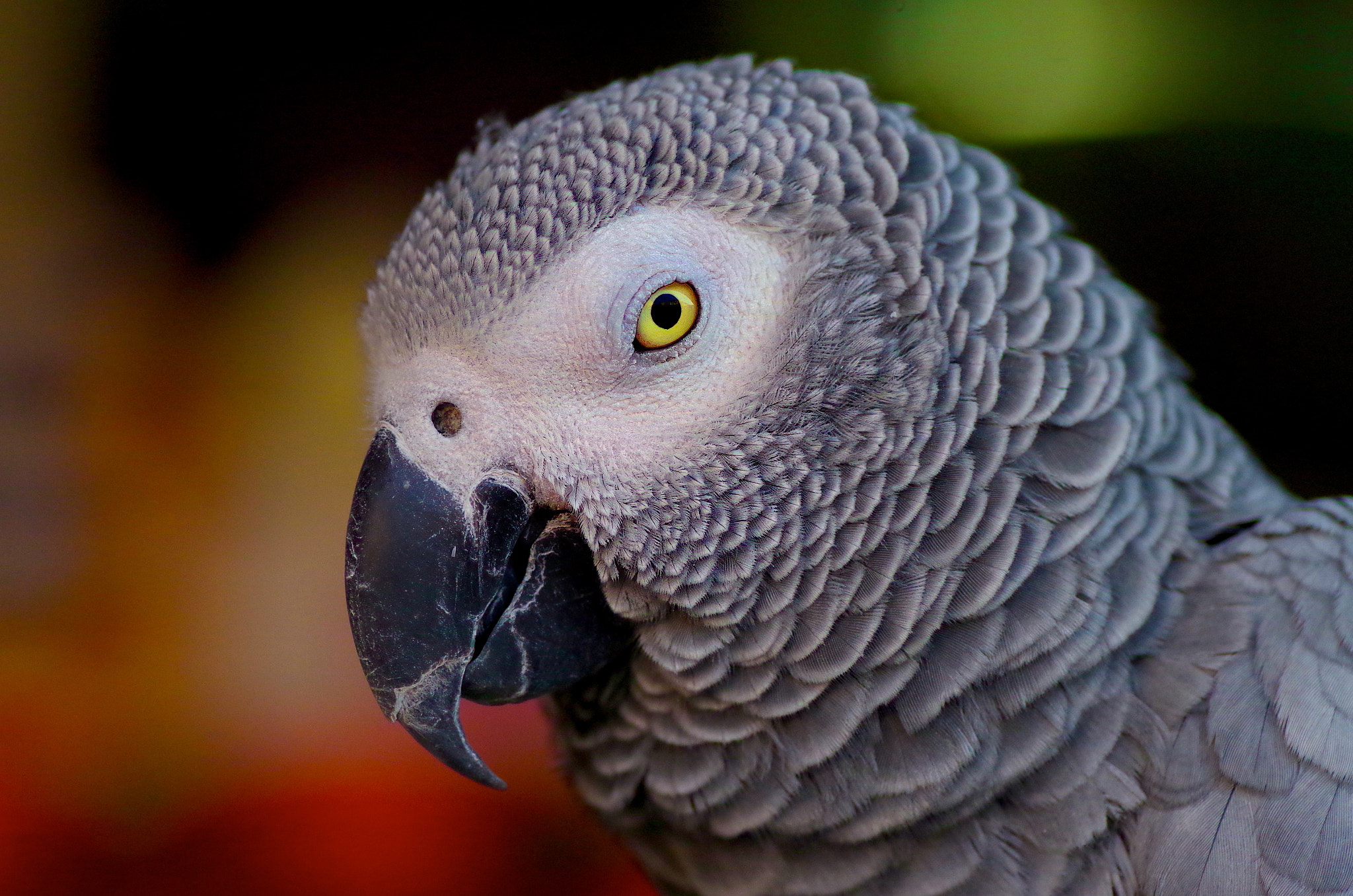 Pentax smc D-FA 100mm F2.8 Macro WR sample photo. The great pretender photography