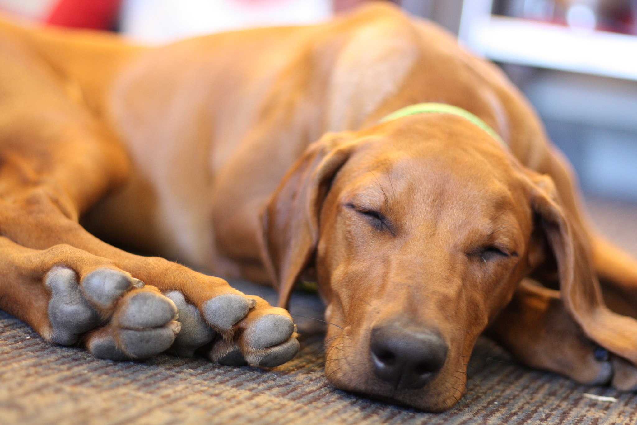 Canon EOS 450D (EOS Rebel XSi / EOS Kiss X2) sample photo. Puppy paws photography