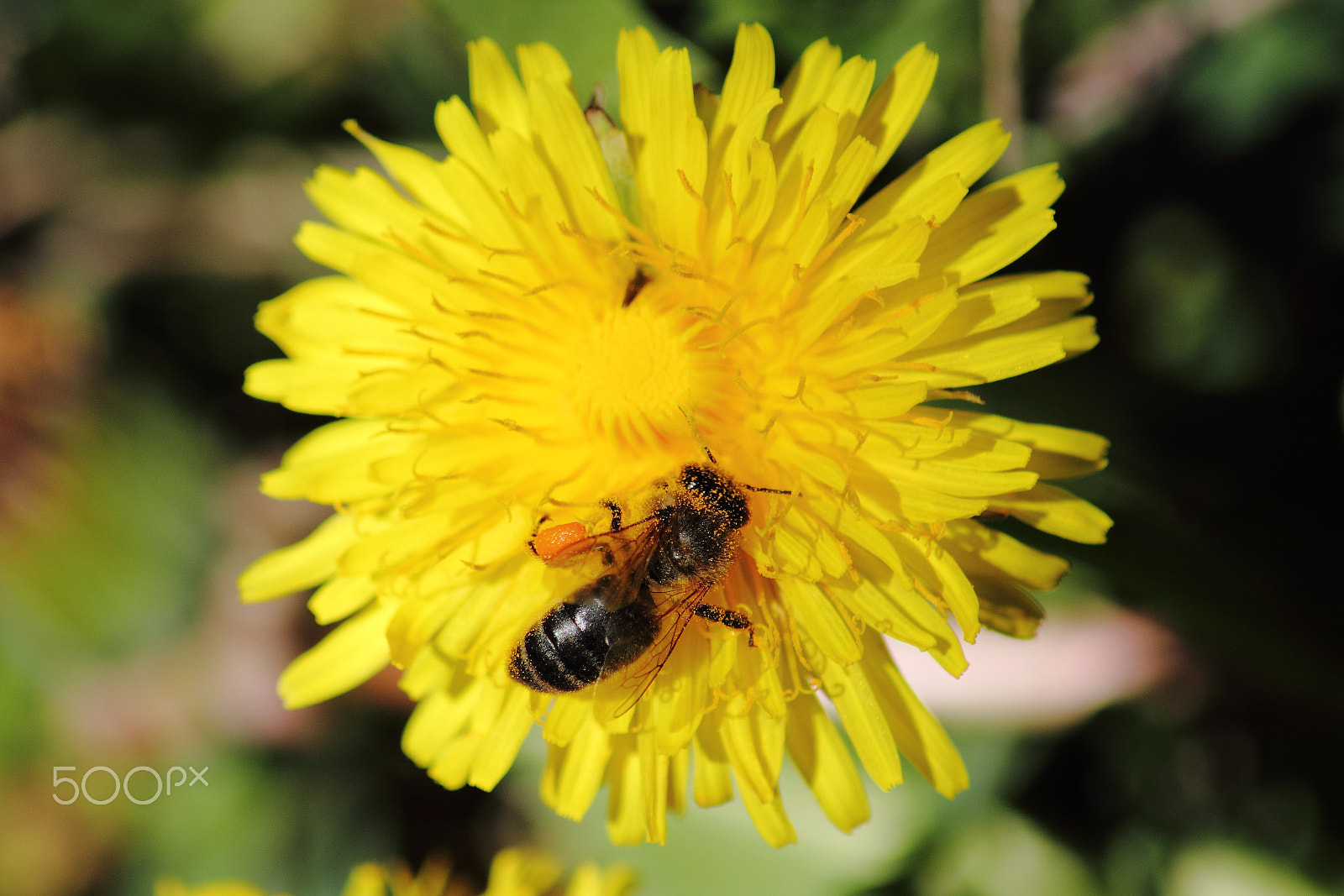 Canon 55-200mm sample photo. 1204_abeja photography
