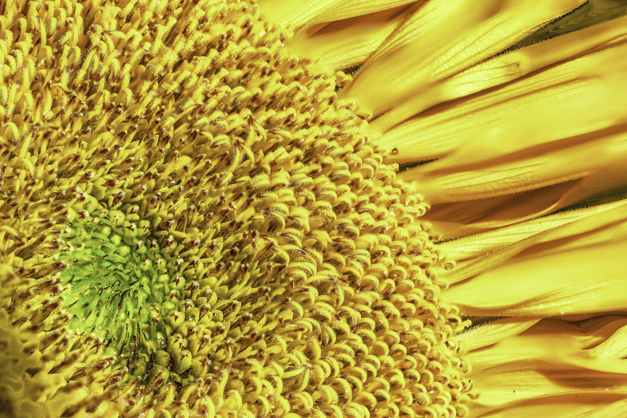 Canon EOS-1D X sample photo. Sunflower - multi-focus photography