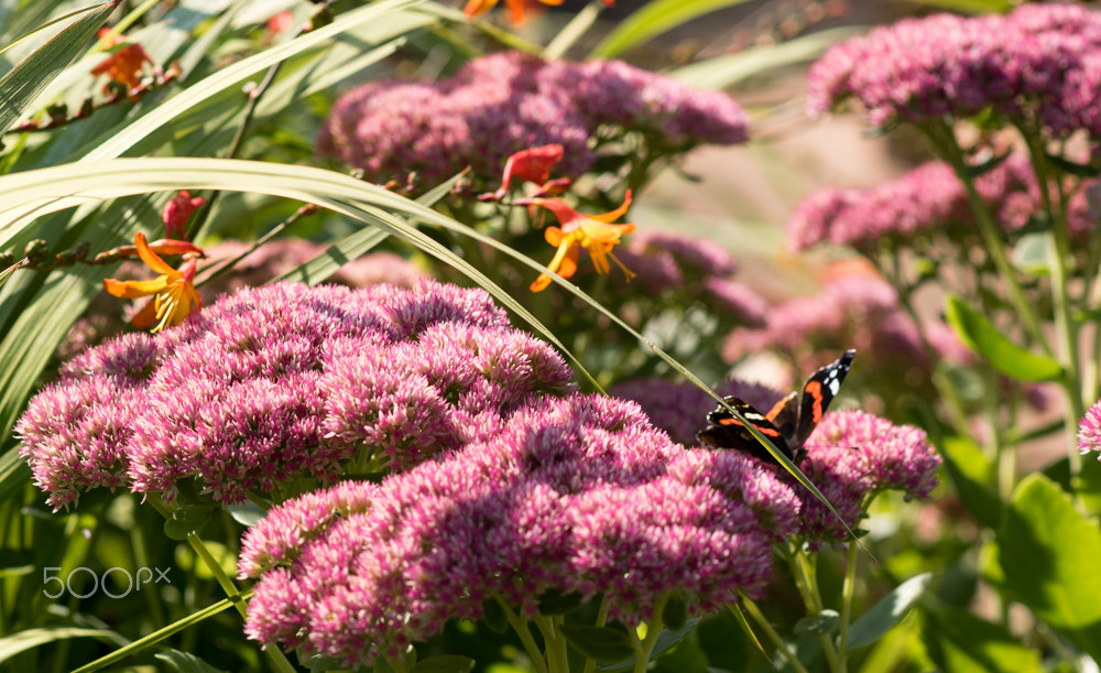 Nikon D5500 + Nikon AF-S Nikkor 85mm F1.8G sample photo. Pink flowers with butterfly photography