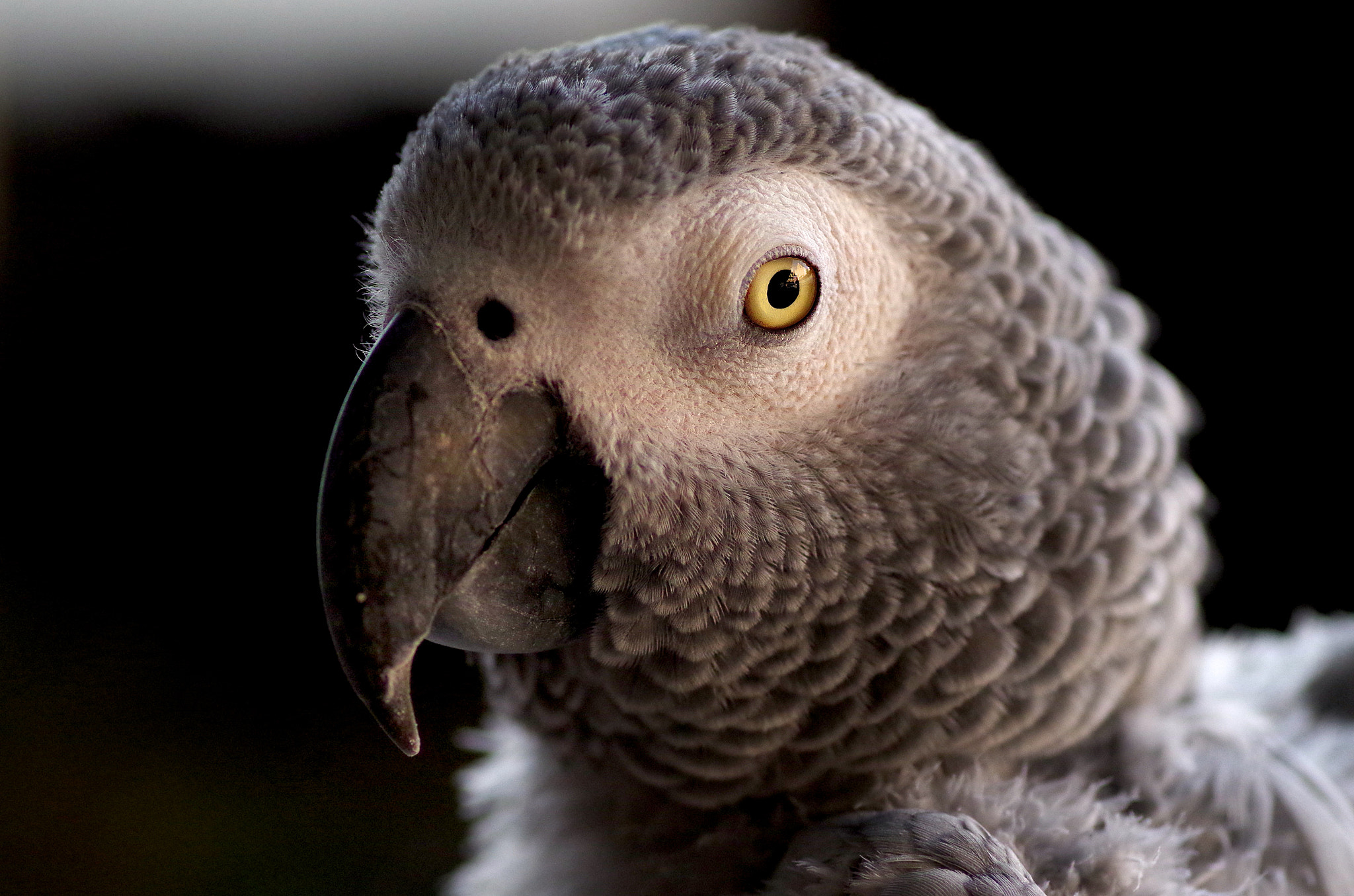 Pentax smc D-FA 100mm F2.8 Macro WR sample photo. The great pretender photography