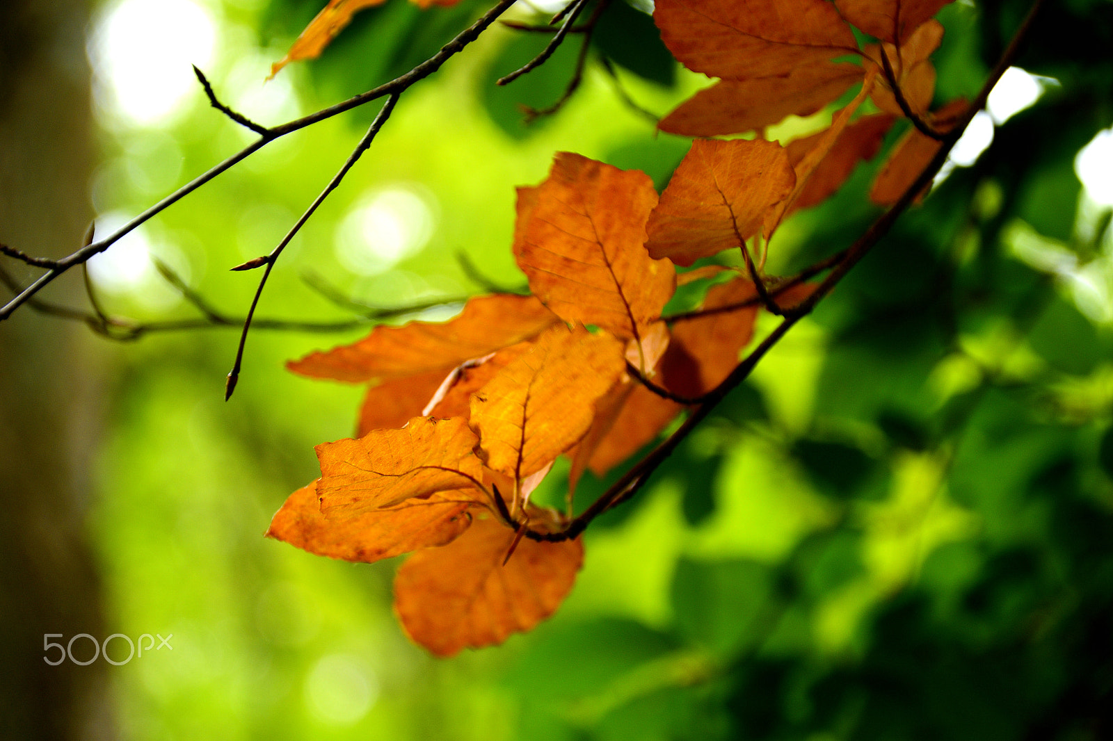 Nikon D3300 + Sigma 18-200mm F3.5-6.3 DC OS HSM sample photo. Autumn on the way photography