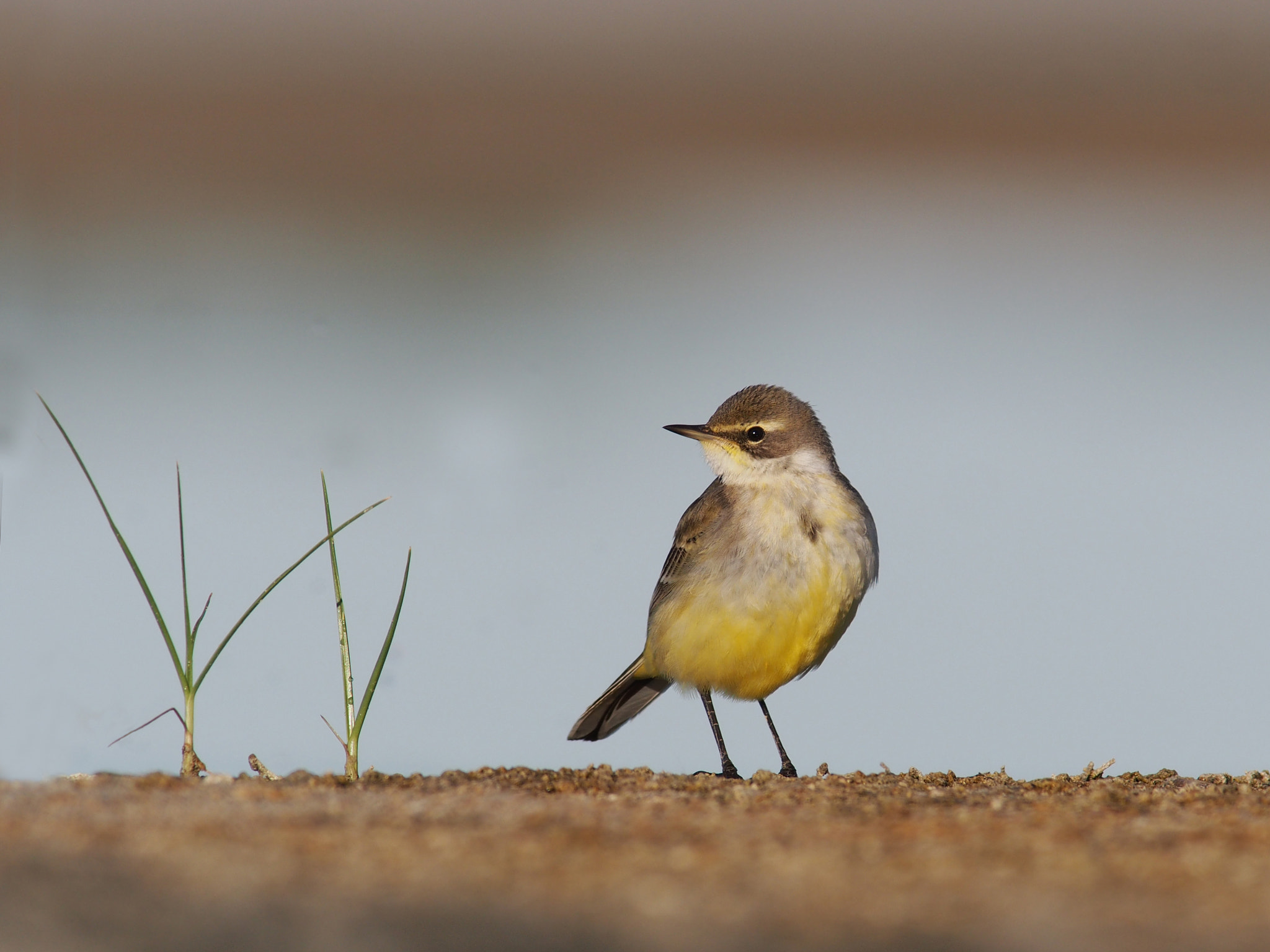 OLYMPUS 300mm Lens sample photo. Yellow wagtail photography