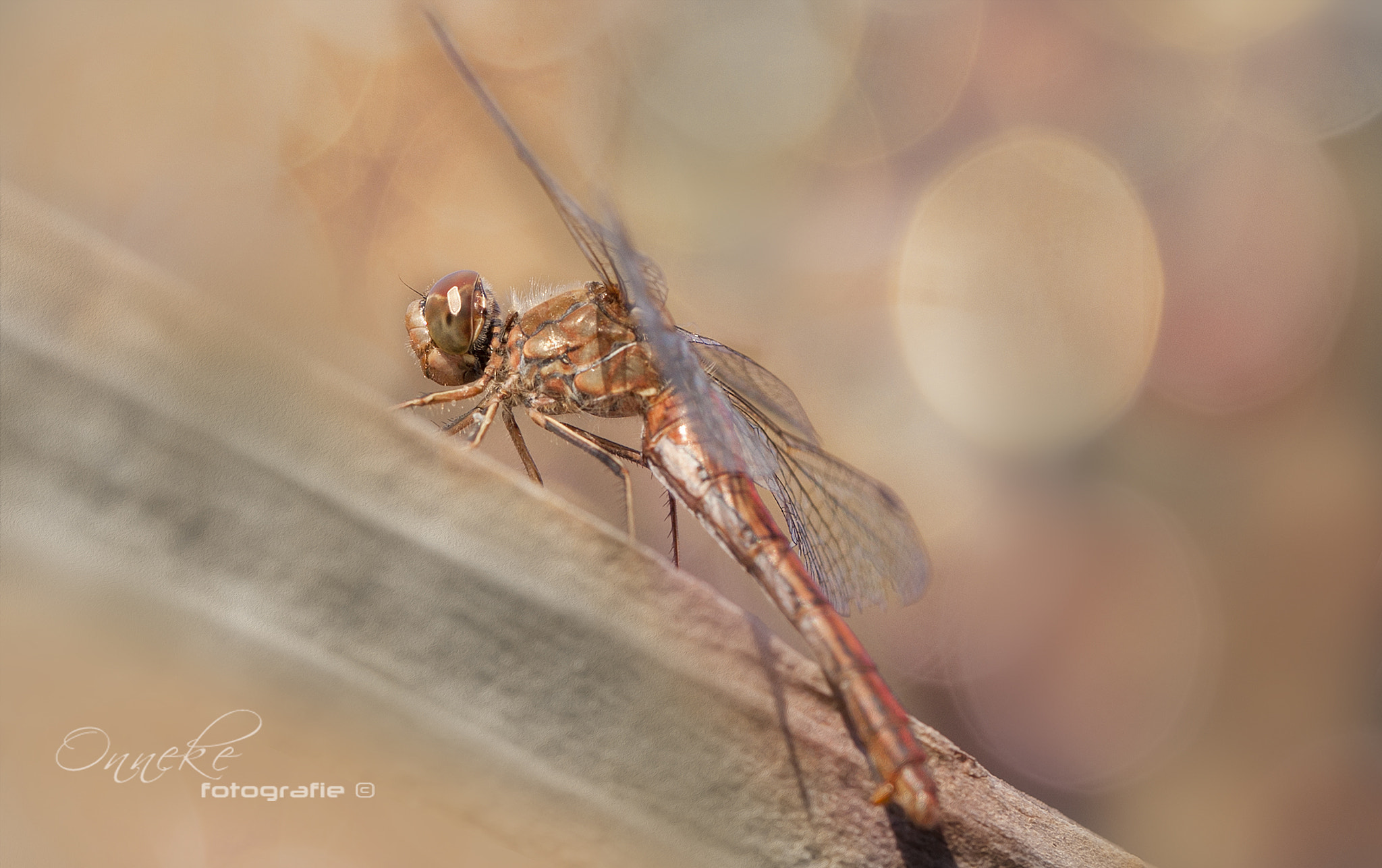 Canon EF 100mm F2.8 Macro USM sample photo. Indian summer part ii photography