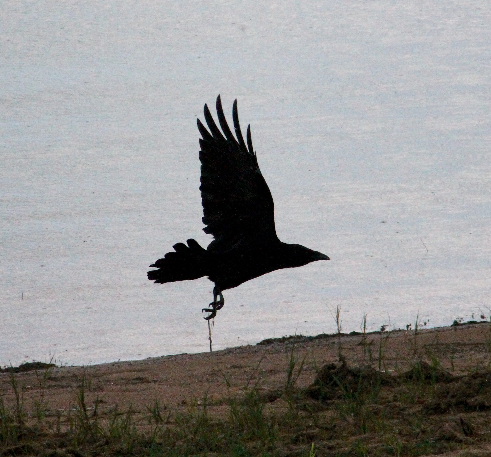 Canon EF75-300mm f/4-5.6 sample photo. Perfect silhouette of fleeing crow photography