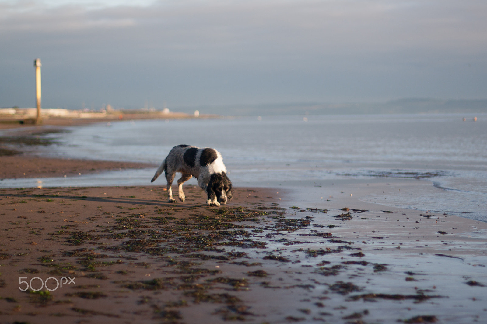 Canon EOS 1000D (EOS Digital Rebel XS / EOS Kiss F) + Canon EF 50mm F1.4 USM sample photo. Dog walking on a beach. photography