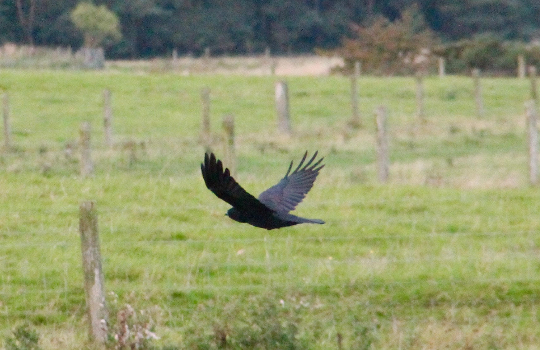 Canon EF75-300mm f/4-5.6 sample photo. Perfect airflow in flight photography