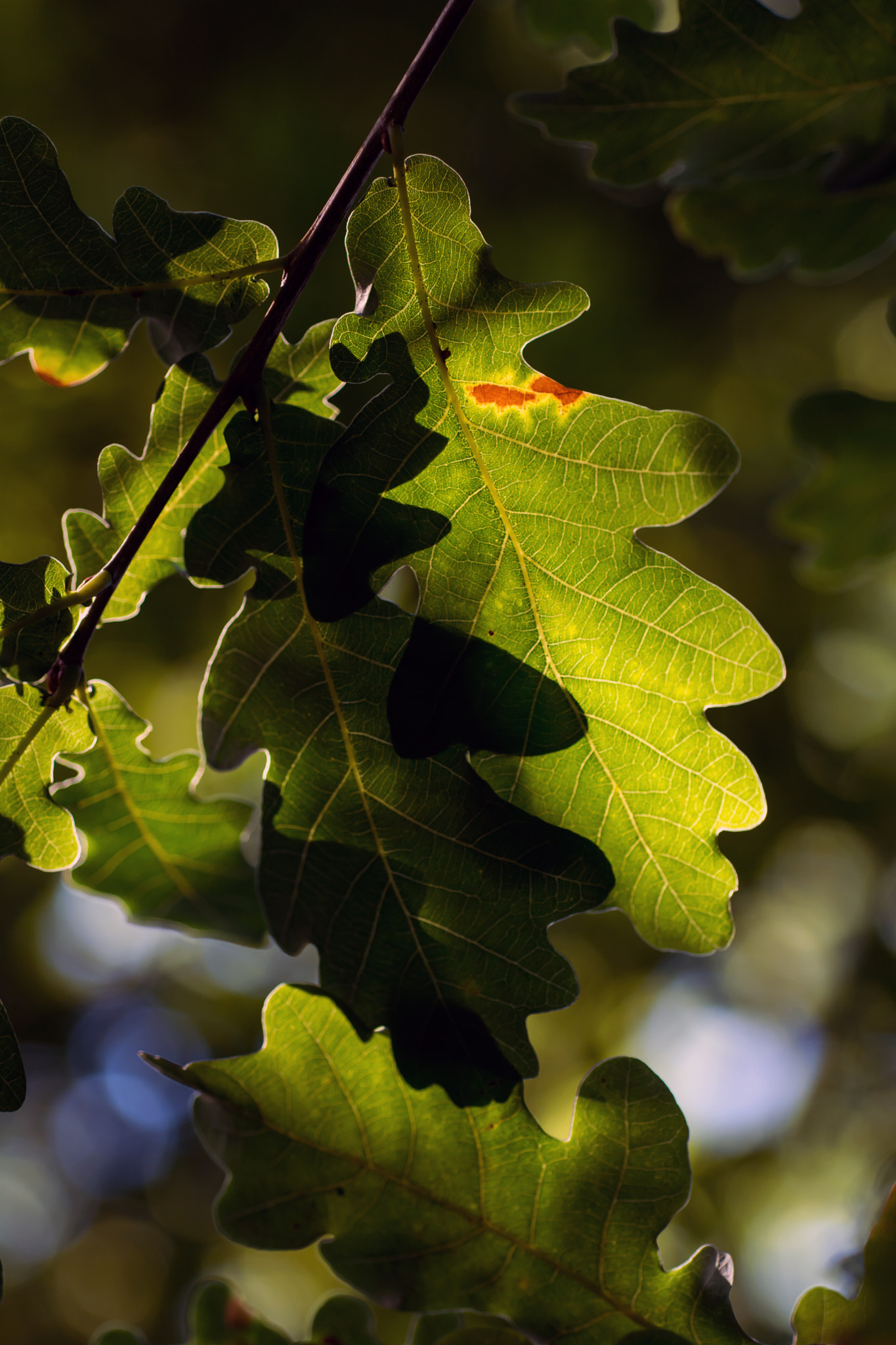 Nikon D7100 + AF Micro-Nikkor 60mm f/2.8 sample photo. Autumnal atmosphere. photography