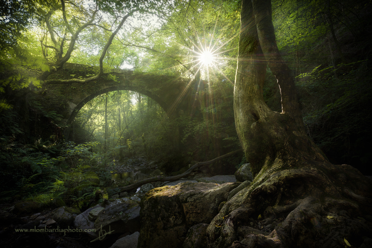 Sony a7R sample photo. Forest lights photography