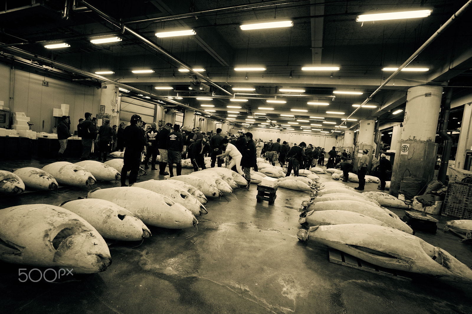 Sony a6000 + Sony E 10-18mm F4 OSS sample photo. Tsukiji tuna auction photography