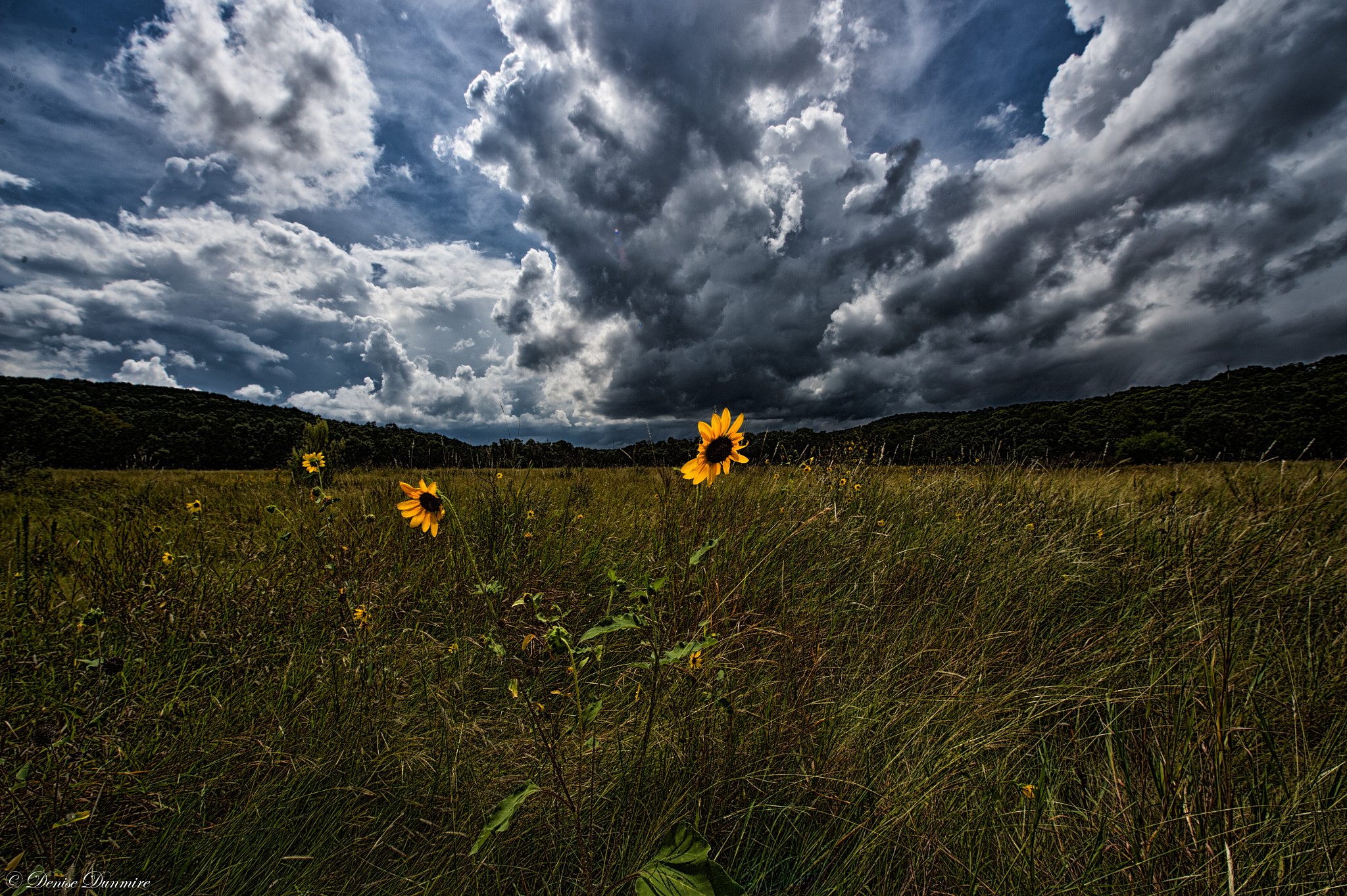 Nikon Df sample photo. Look away photography