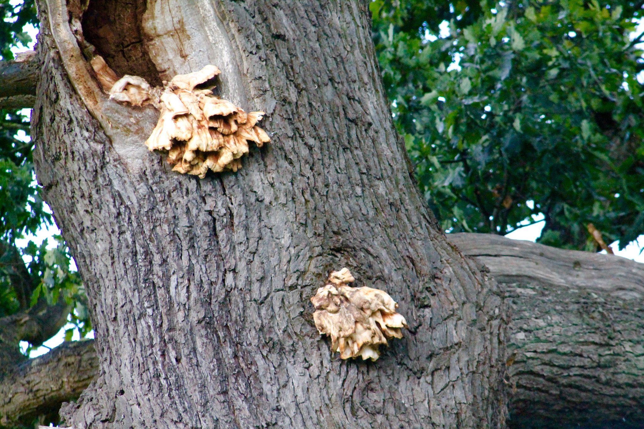 Canon EF75-300mm f/4-5.6 sample photo. Strange fungus photography