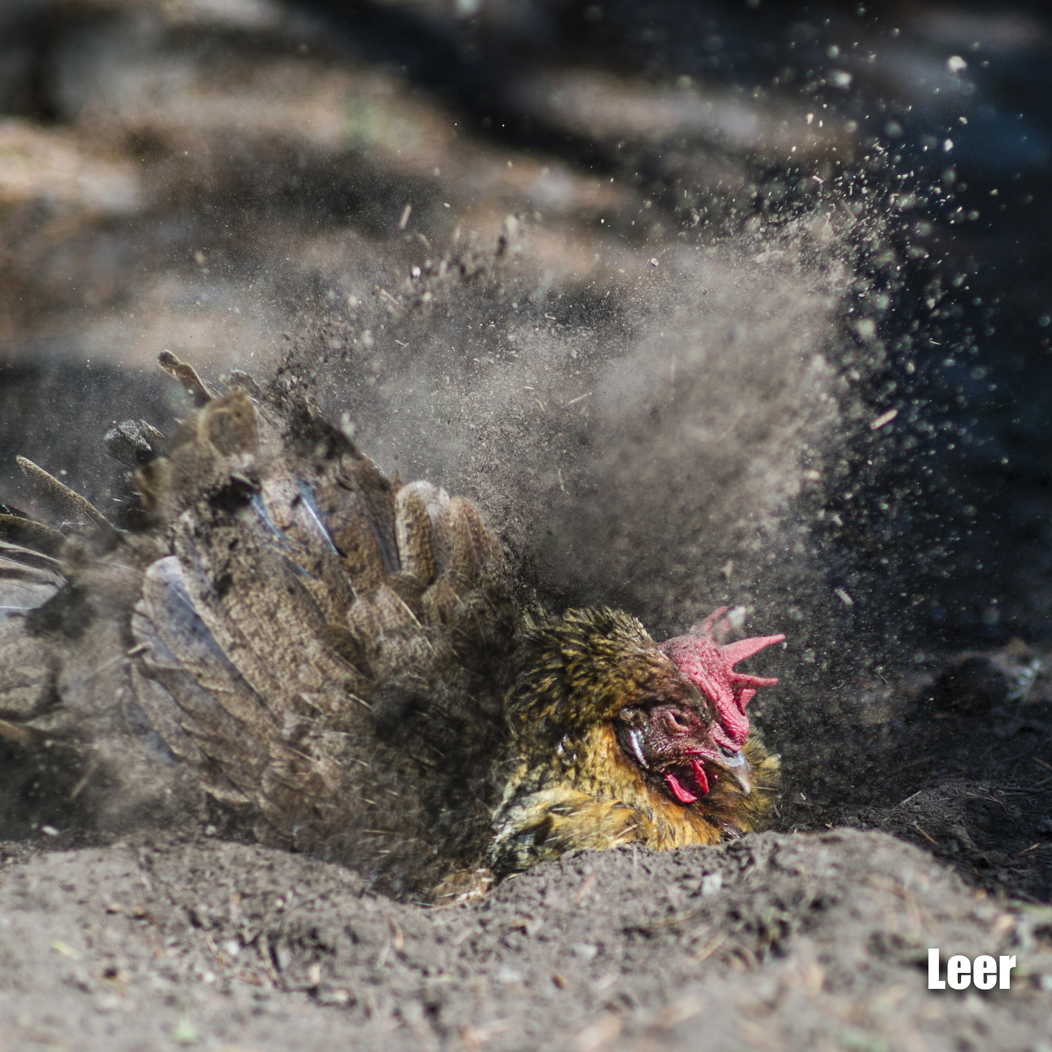Nikon Df sample photo. Shake off the dust - my pet chicken photography