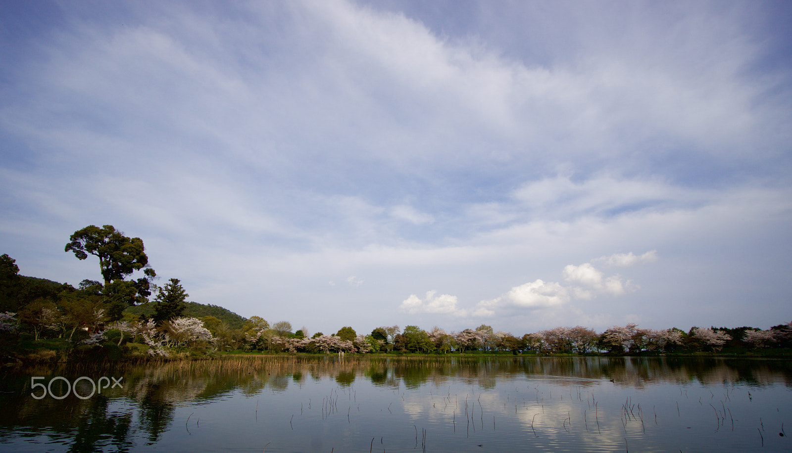 Sony a6000 + Sony E 10-18mm F4 OSS sample photo. Daikaku-ji temple grounds photography