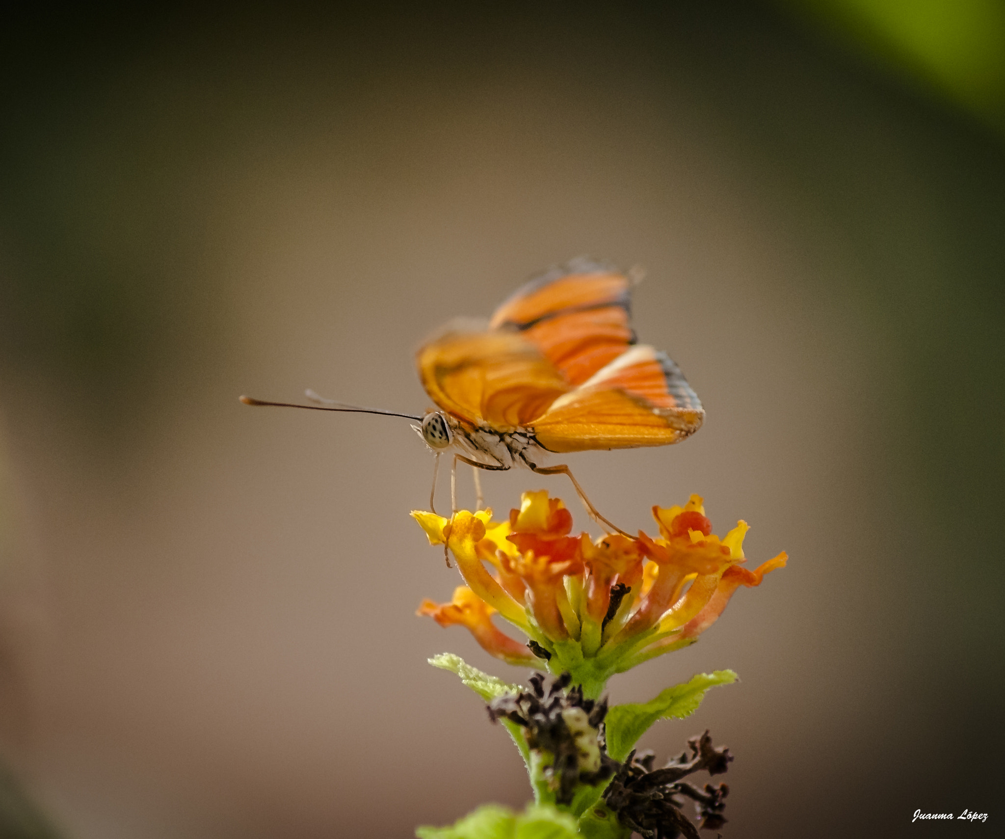Nikon D300S sample photo. Mariposa photography