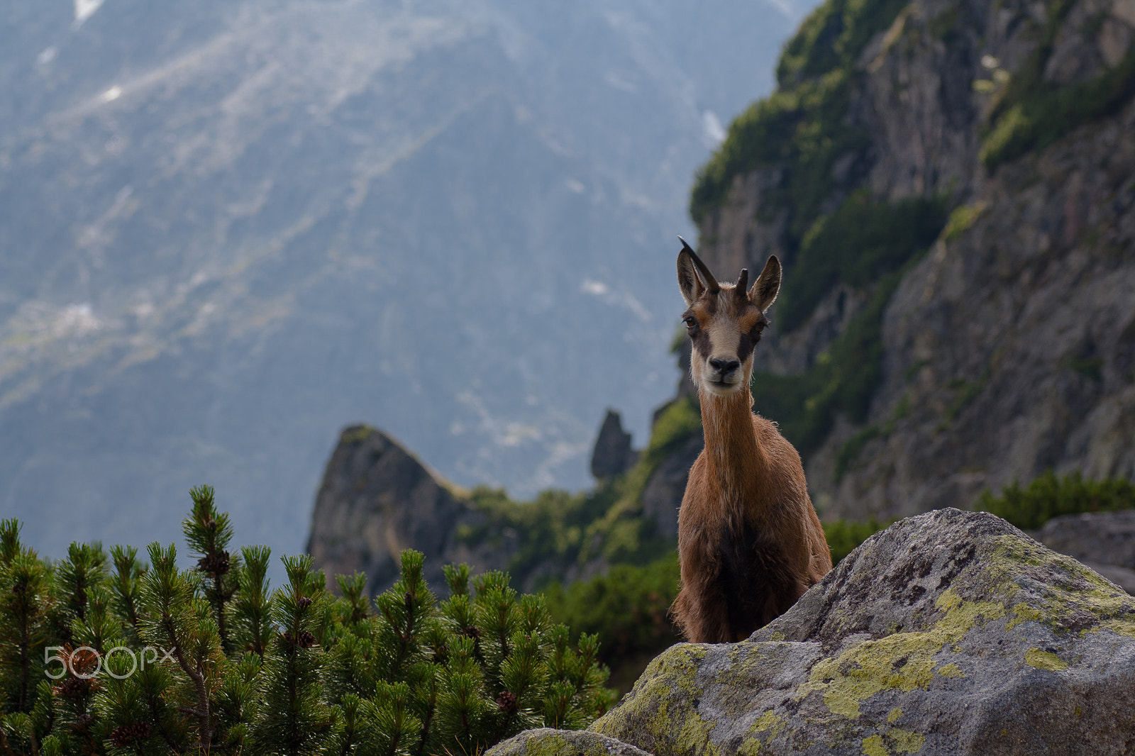 Canon EOS 1000D (EOS Digital Rebel XS / EOS Kiss F) sample photo. Chamois in west tatra mountains photography