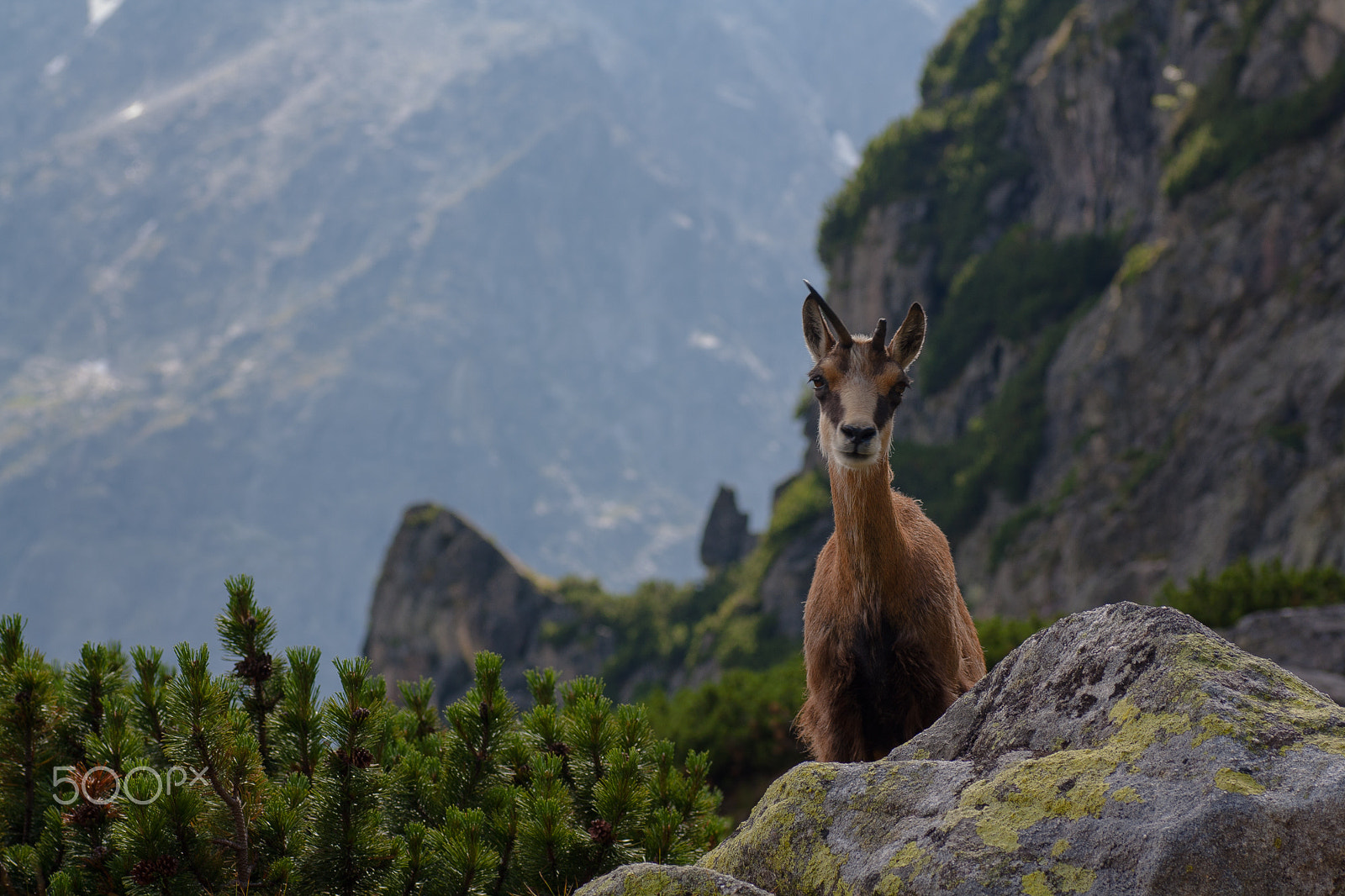 Canon EOS 1000D (EOS Digital Rebel XS / EOS Kiss F) + Tamron SP AF 90mm F2.8 Di Macro sample photo. Chamois in west tatra mountains photography