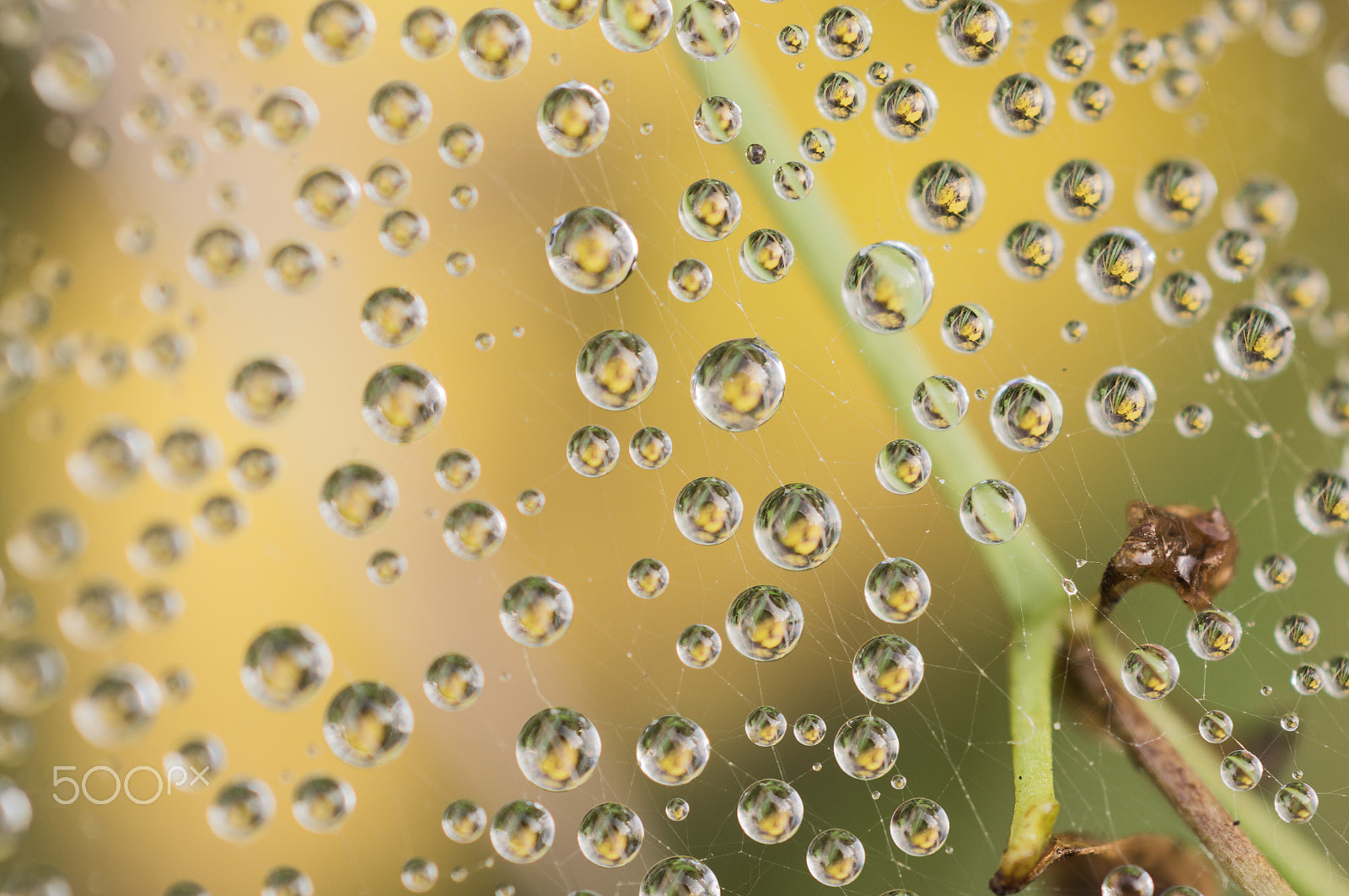 Sony SLT-A55 (SLT-A55V) sample photo. Waterdrops photography