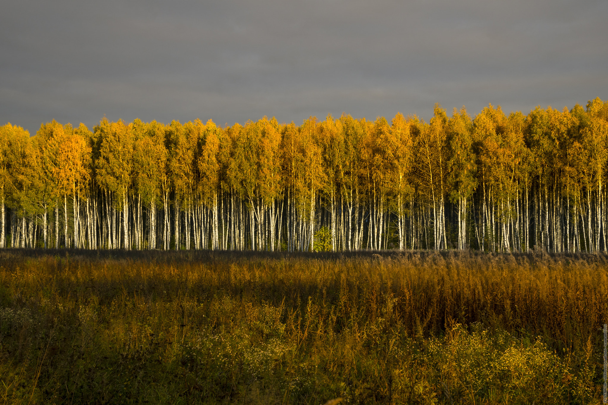 Tamron 16-300mm F3.5-6.3 Di II VC PZD Macro sample photo. Golden hour in the golden autumn photography