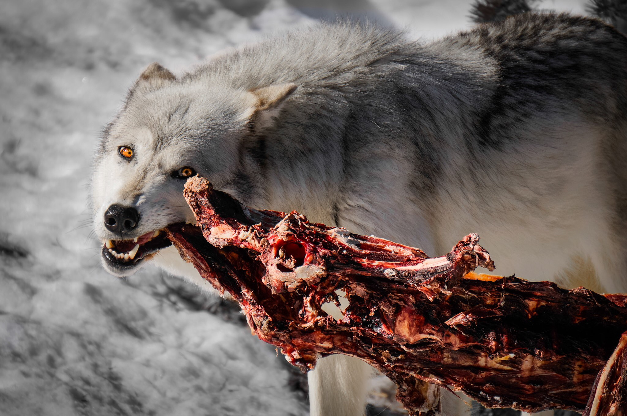 Sony Alpha NEX-6 + Sony E 55-210mm F4.5-6.3 OSS sample photo. You're next!! alpha male chowing down on some juicy elk caucus in yellowstone n.p photography