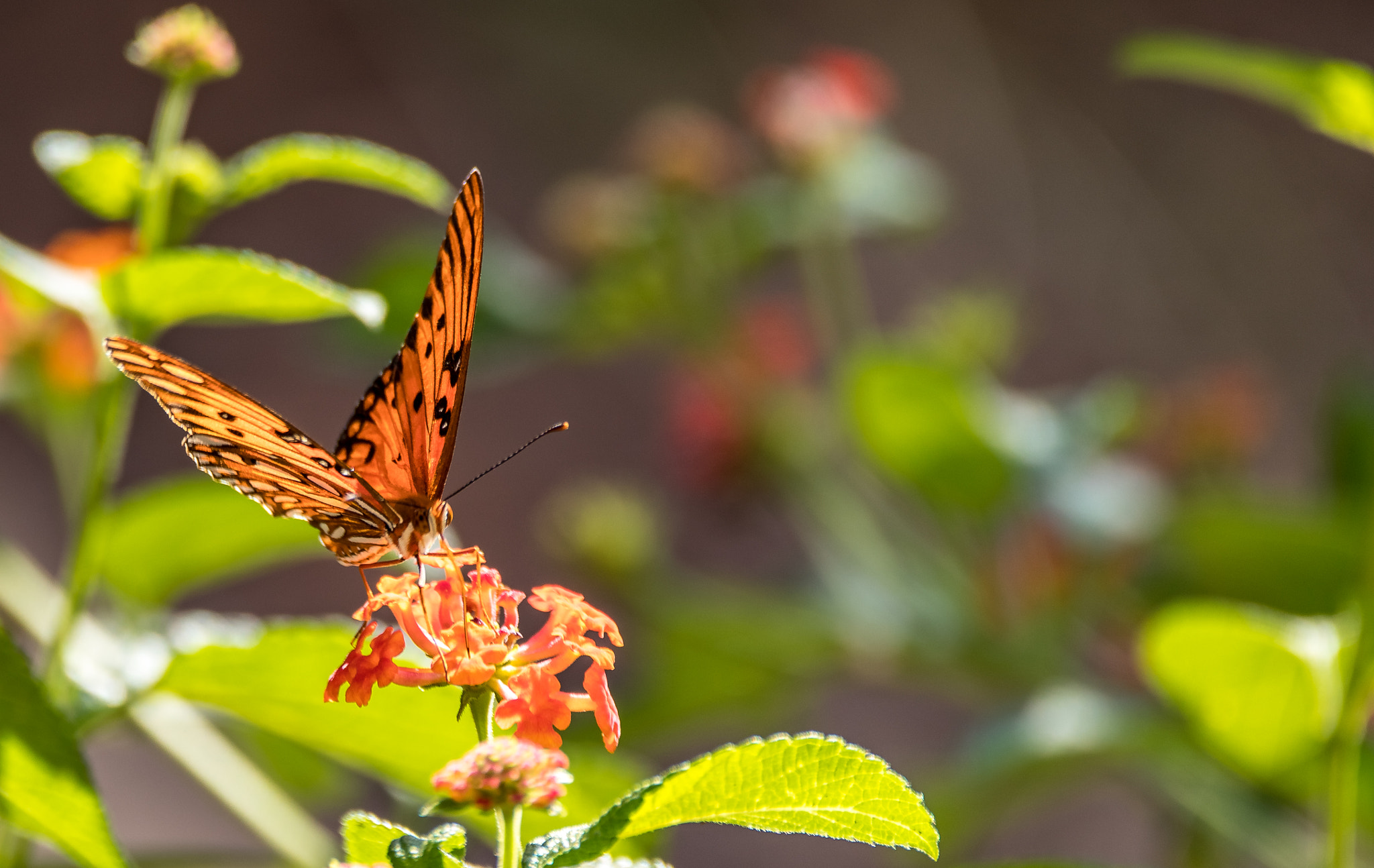 150-600mm F5-6.3 DG OS HSM | Contemporary 015 sample photo. Butterfly photography