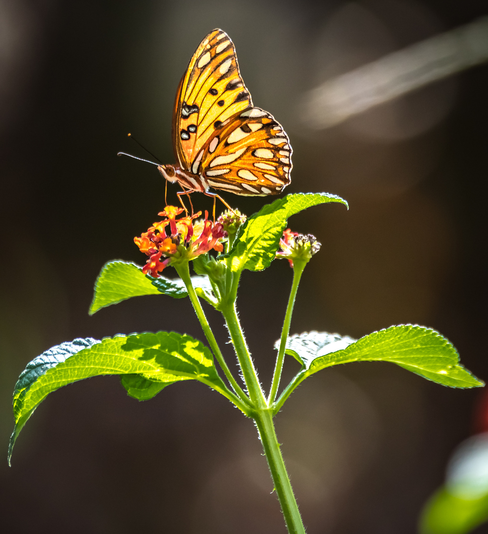 150-600mm F5-6.3 DG OS HSM | Contemporary 015 sample photo. Butterfly photography