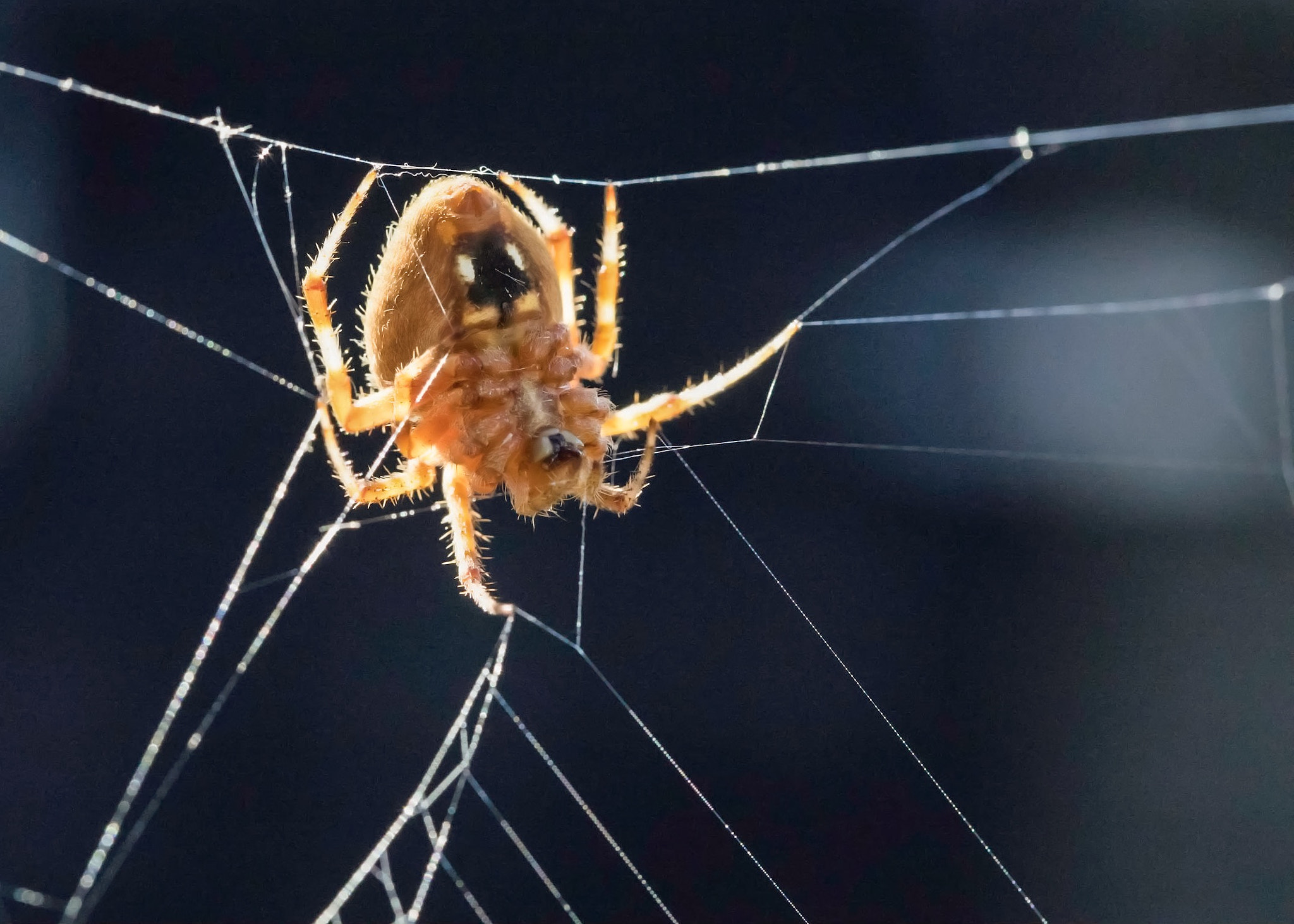 Canon EF 100mm F2.8L Macro IS USM sample photo. Caught this lady hangin out on a huge web she put  ... photography