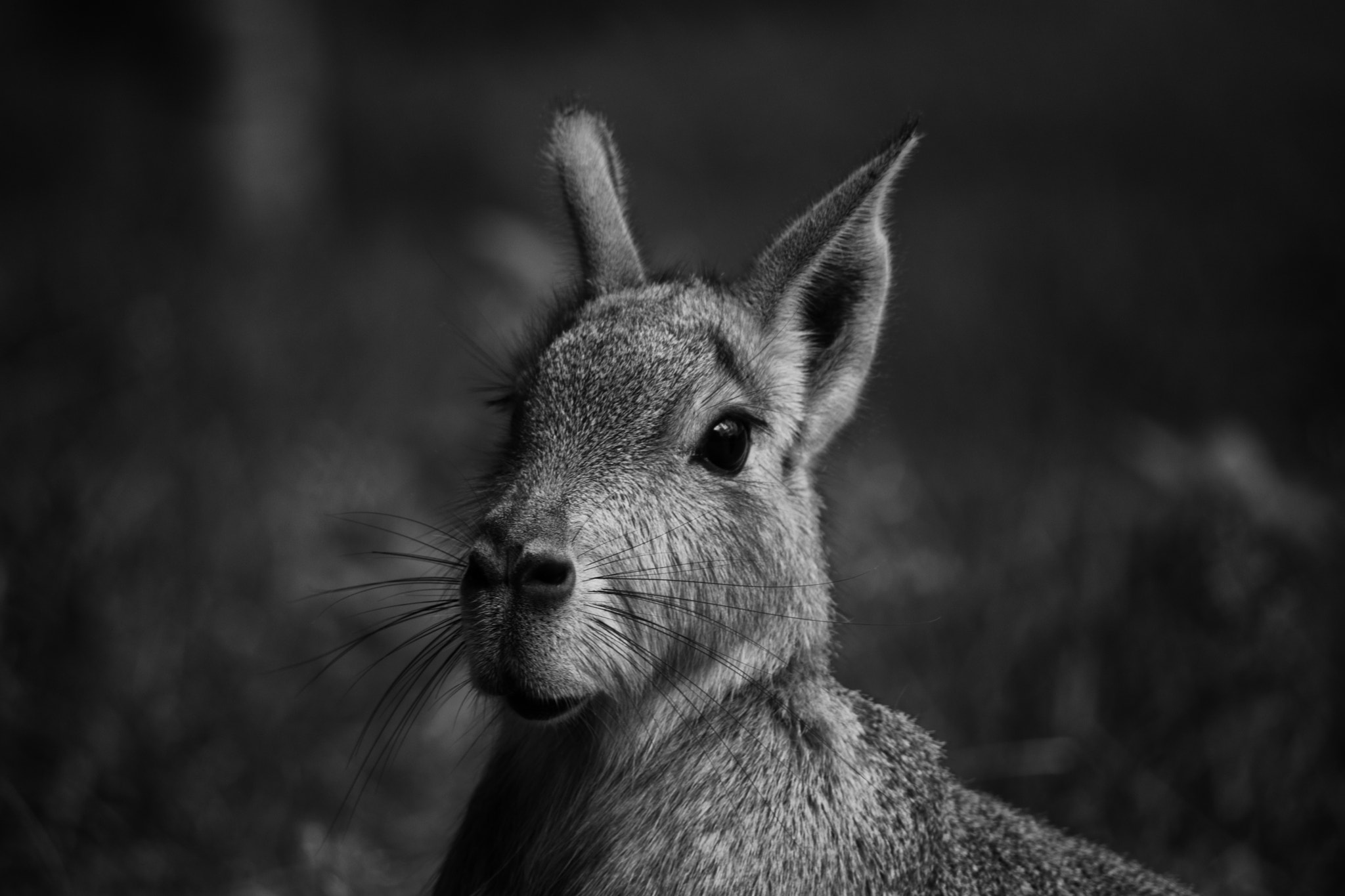 Nikon D5500 + Sigma 70-300mm F4-5.6 APO DG Macro sample photo. Grey hare photography