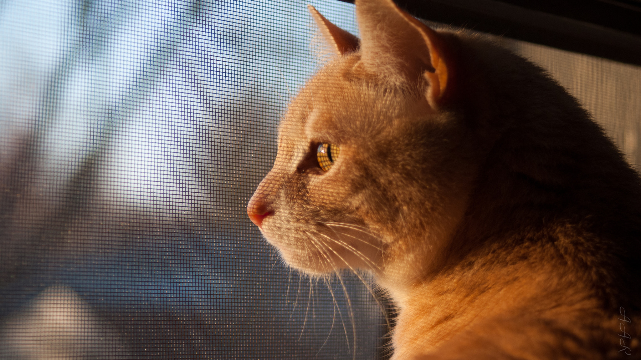 Sony Alpha DSLR-A300 sample photo. Oliver the cat's first sunset photography
