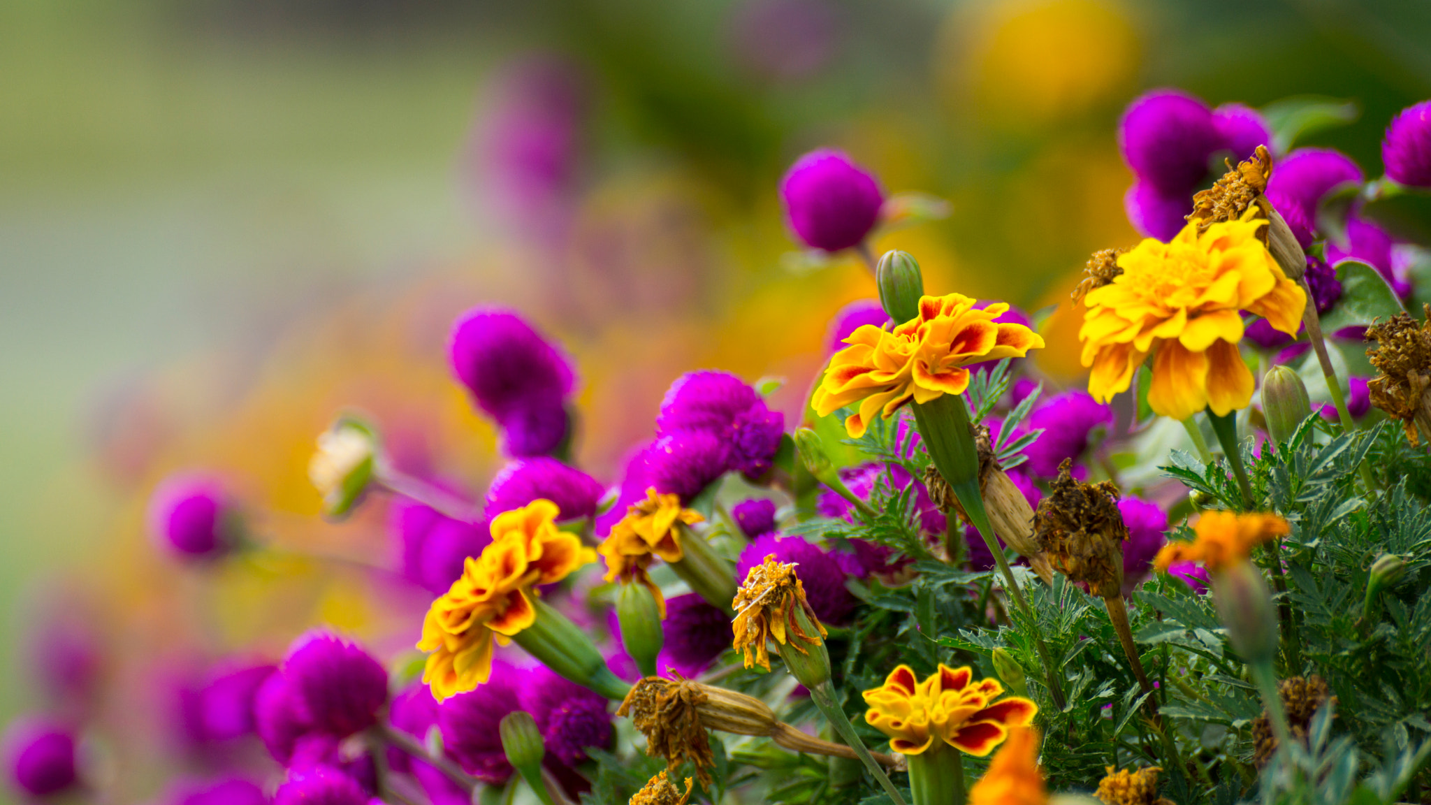 Sony DT 55-300mm F4.5-5.6 SAM sample photo. Fall flowers photography