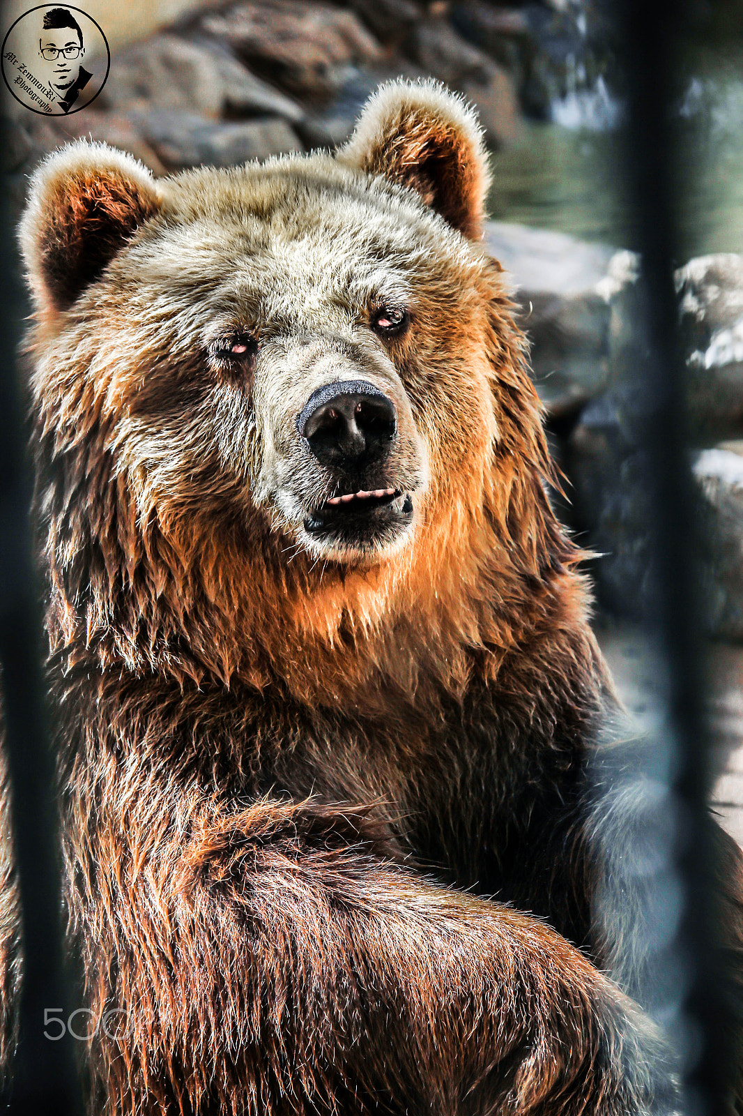 Canon EF-S 55-250mm F4-5.6 IS STM sample photo. Bear photography