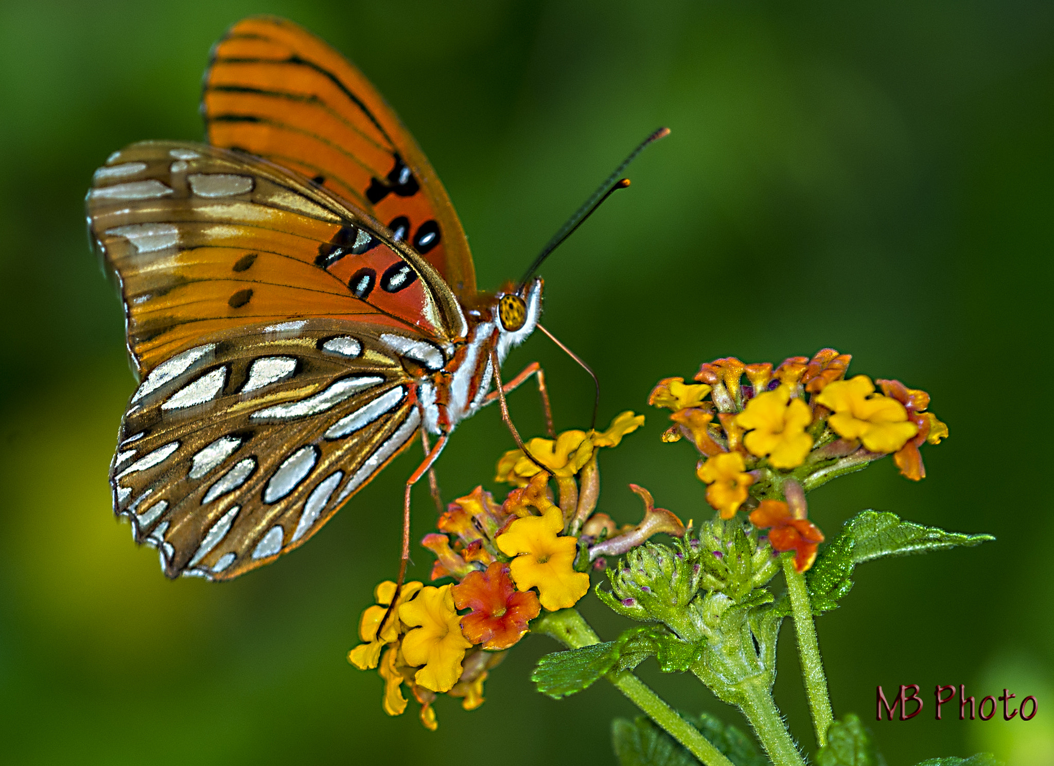 Nikon D600 + Nikon AF Micro-Nikkor 200mm F4D ED-IF sample photo. Gulf fritillary on lantana #2 photography