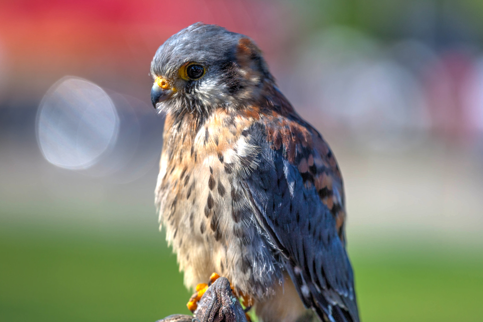 Canon EOS-1D Mark III + Canon EF 70-200mm F4L USM sample photo. American kestral photography