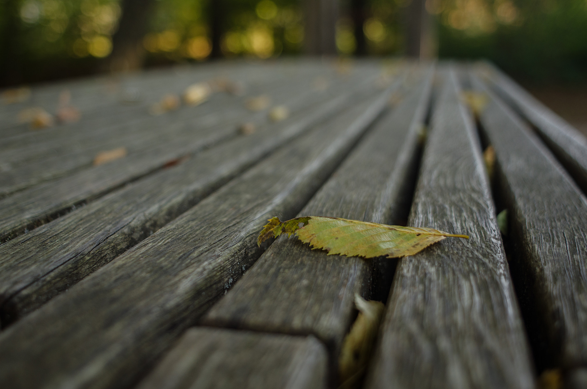 Nikon D7000 + Nikon AF Nikkor 24mm F2.8D sample photo. Resting leaves photography