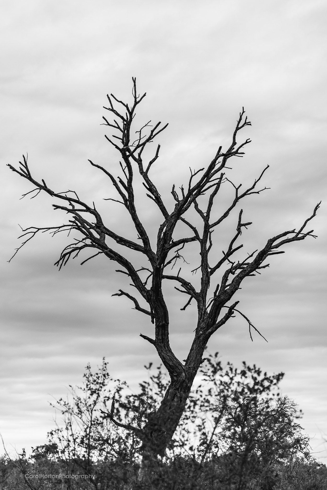 Sigma 50mm F1.4 EX DG HSM sample photo. Southafrica photography