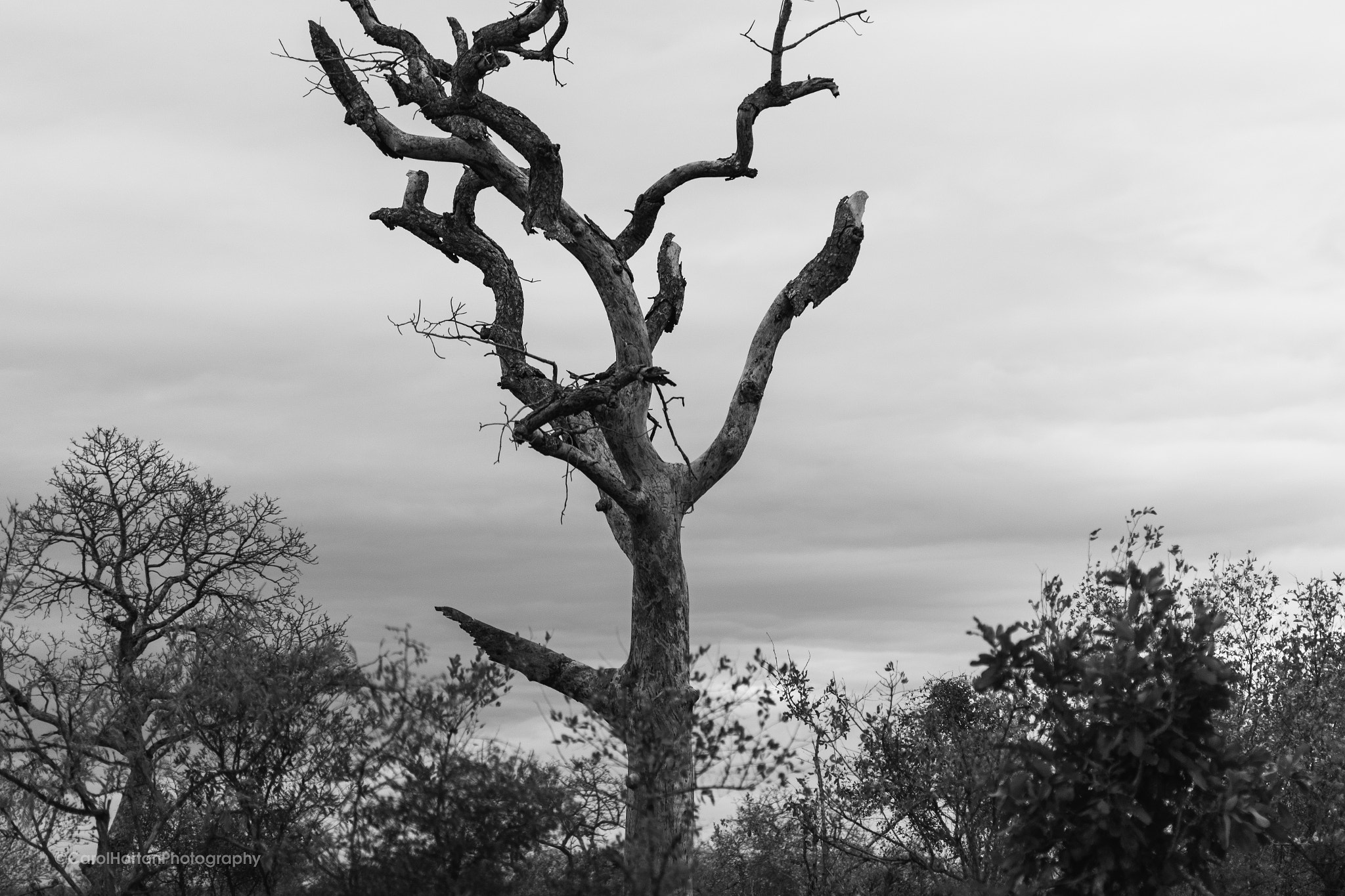 Sigma 50mm F1.4 EX DG HSM sample photo. Southafrica photography