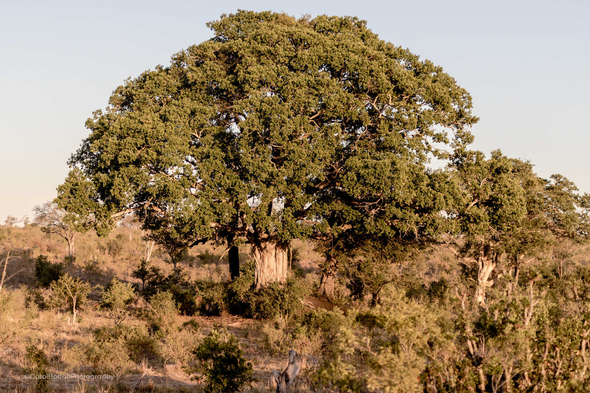 Sigma 50mm F1.4 EX DG HSM sample photo. Southafrica photography
