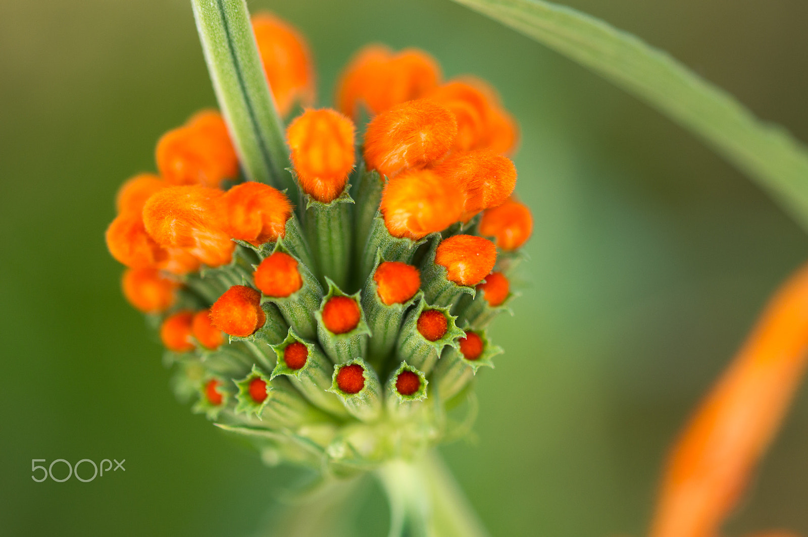 Sigma 105mm F2.8 EX DG OS HSM sample photo. Colour explosion photography
