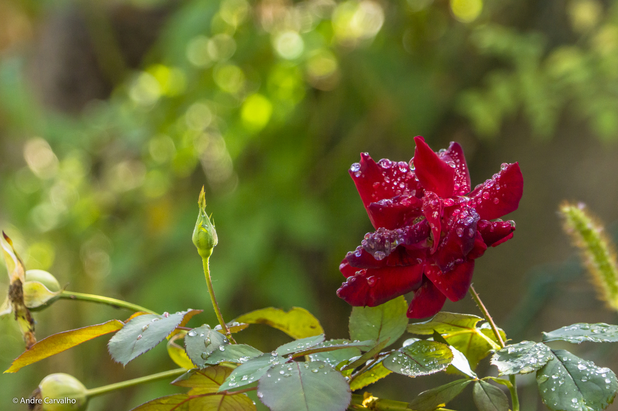 Sony Alpha NEX-7 sample photo. Rose photography