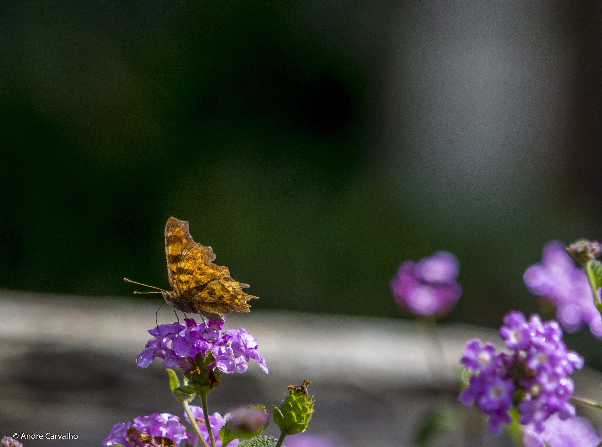 24-240mm F3.5-6.3 OSS sample photo. Butterfly photography