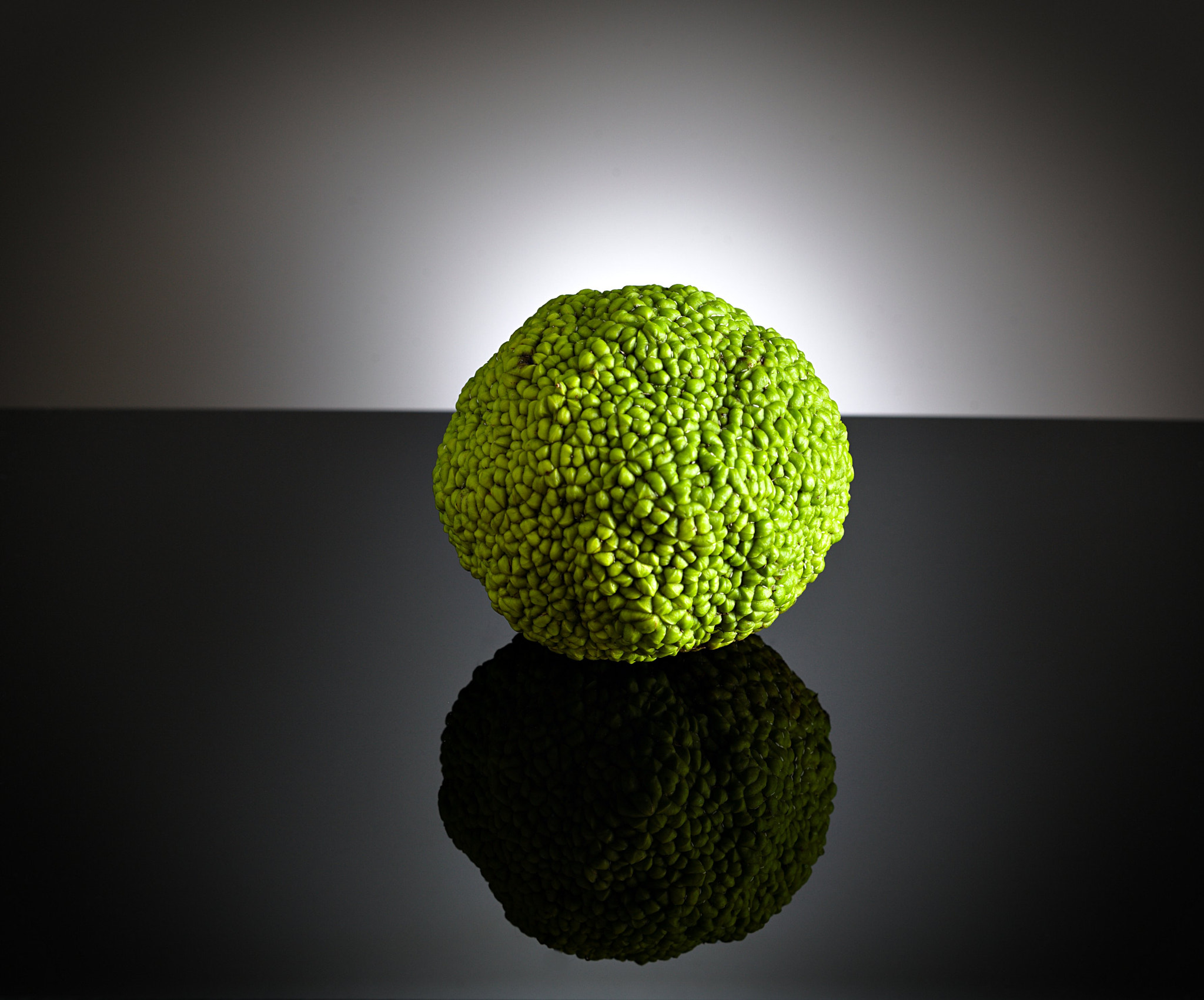 ZEISS Makro-Planar T* 50mm F2 sample photo. Osage orange photography