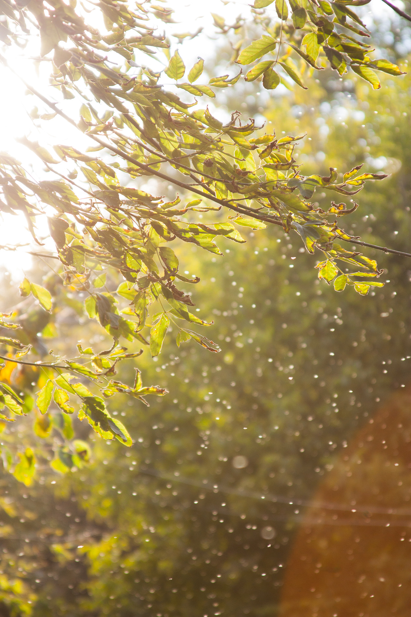 Canon EF 28-135mm F3.5-5.6 IS USM sample photo. Moment of warmth photography