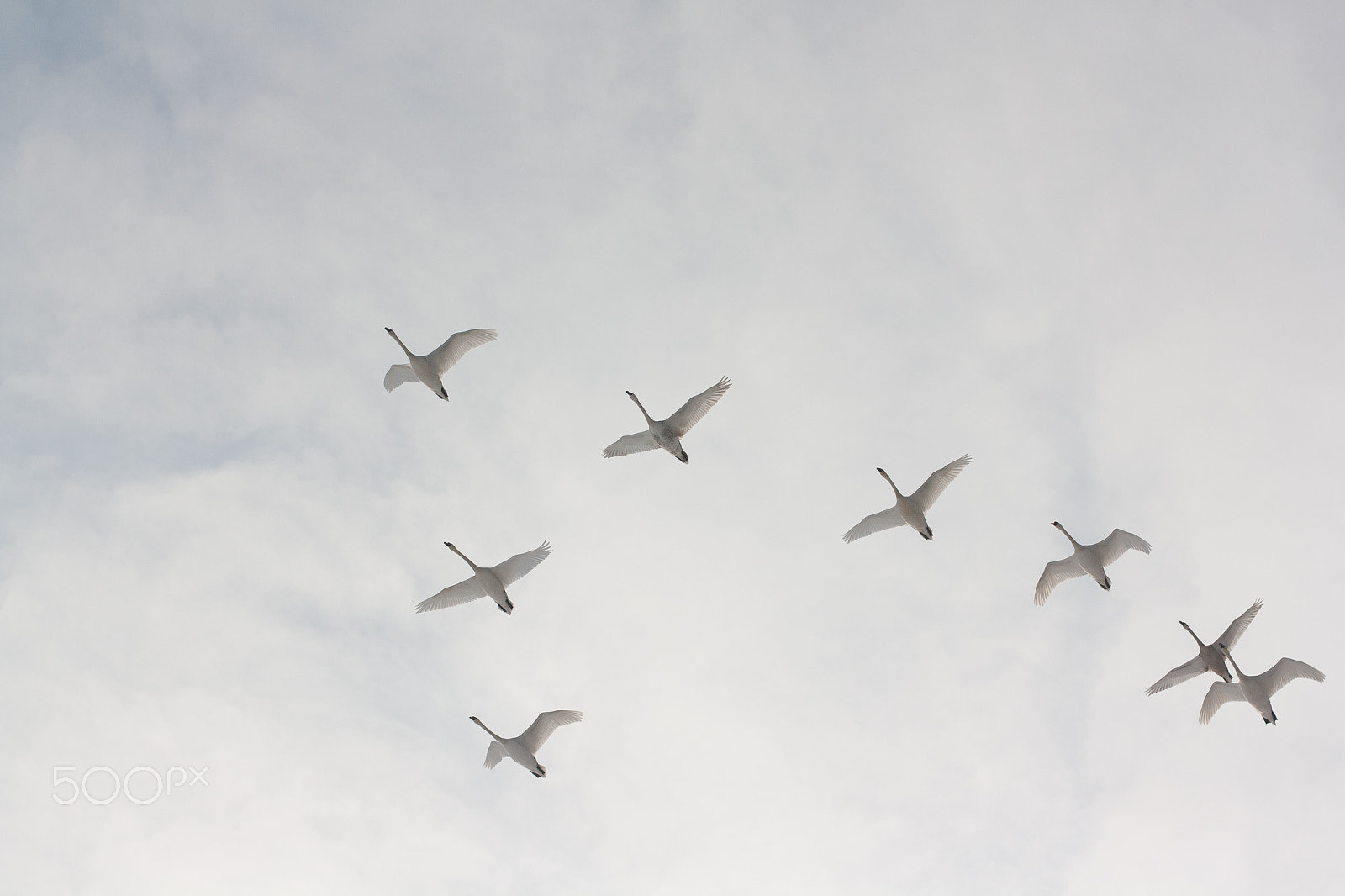 Canon EOS 1000D (EOS Digital Rebel XS / EOS Kiss F) + Canon EF 50mm F1.4 USM sample photo. Swans over vistula river photography