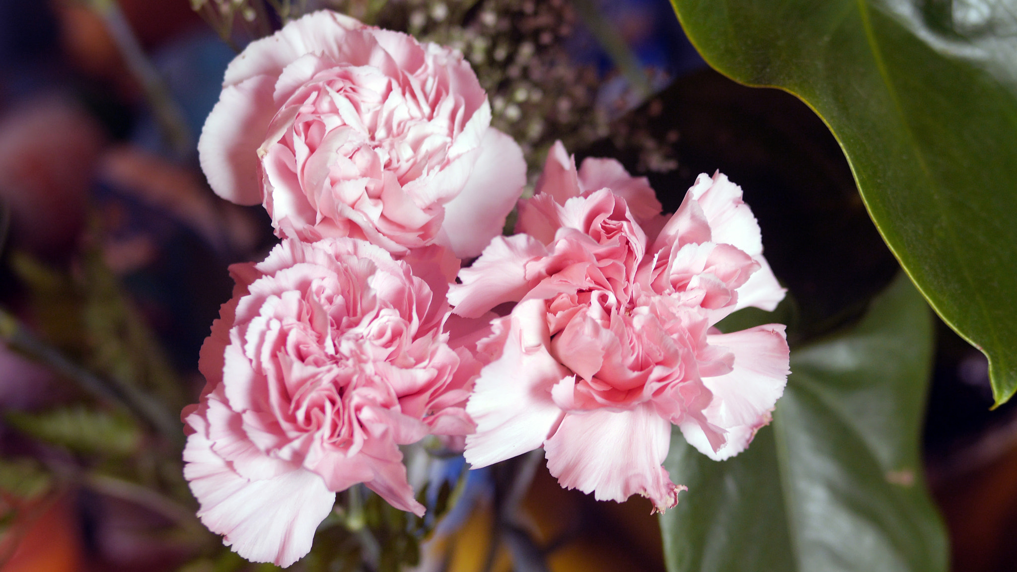 Panasonic Lumix DMC-GH3 + Panasonic Leica DG Summilux 25mm F1.4 II ASPH sample photo. Pink carnations photography