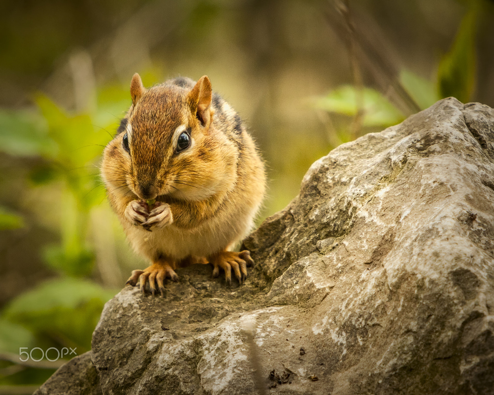 Canon EF 70-200mm F2.8L IS USM sample photo. Having a snack photography