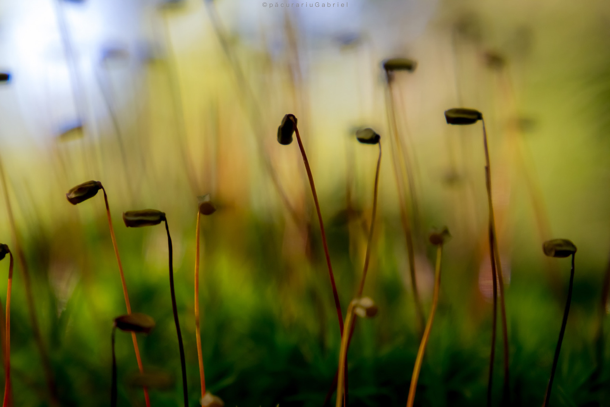 Canon EF 24-105mm F3.5-5.6 IS STM sample photo. Nature close up photography