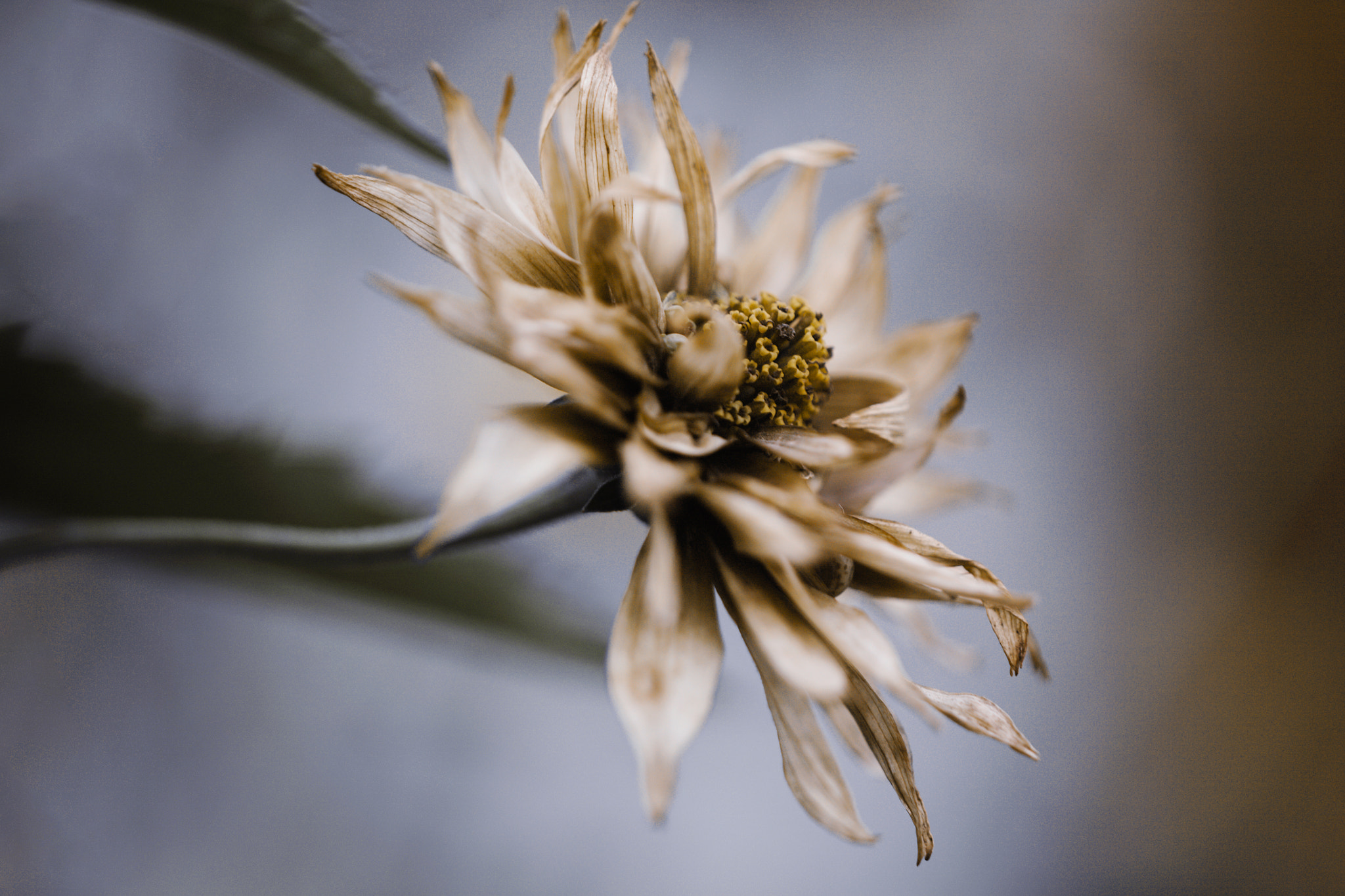 Sigma APO Macro 150mm f/2.8 EX DG HSM sample photo. Remix of nothing photography