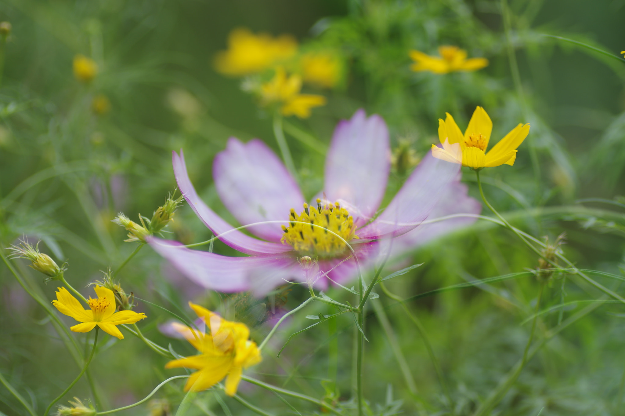 Tamron SP AF 90mm F2.8 Di Macro sample photo. Cosmos that emerges photography